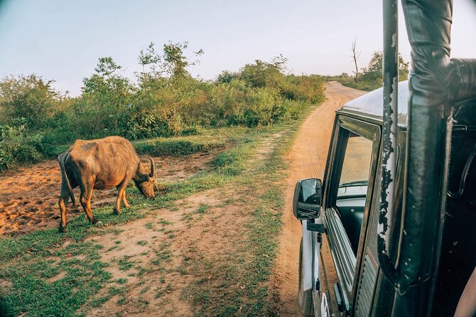 Day Excursion to Yala National Park From Colombo - On the way to Yala: what to watch for in the landscape of daily life