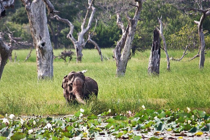 Day Excursion to Yala National Park From Colombo - Spotting help matters, and that’s where this tour scores