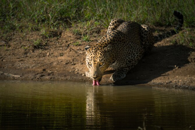 Day Excursion to Yala National Park From Colombo - Comfort breaks: bottled water, king coconut, and seasonal fruit