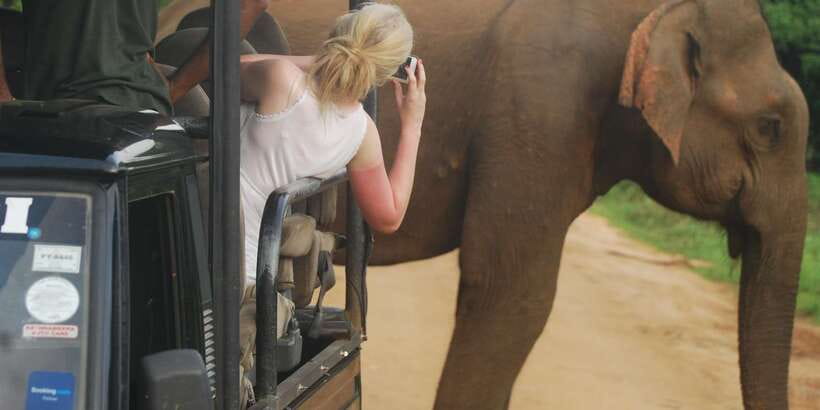 Day Safari From Hambantota - Wildlife targets around Kotapola: elephants, sloth bears, leopards, and birds