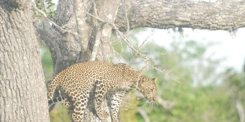 Day Safari From Hambantota - The beach break and picnic lunch: why it’s more than a nice pause