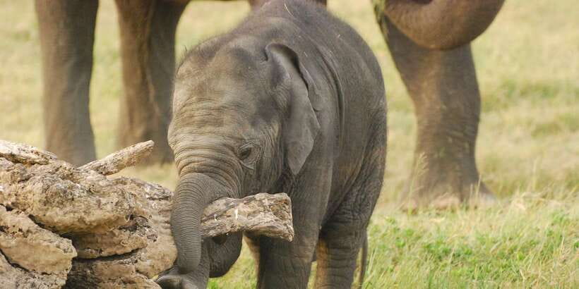 Day Safari From Hambantota - Guide style and language support: how you’ll communicate in the wild