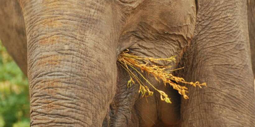 Day Safari From Hambantota - The 4-hour flow: pickup, a calm drive, and room to watch