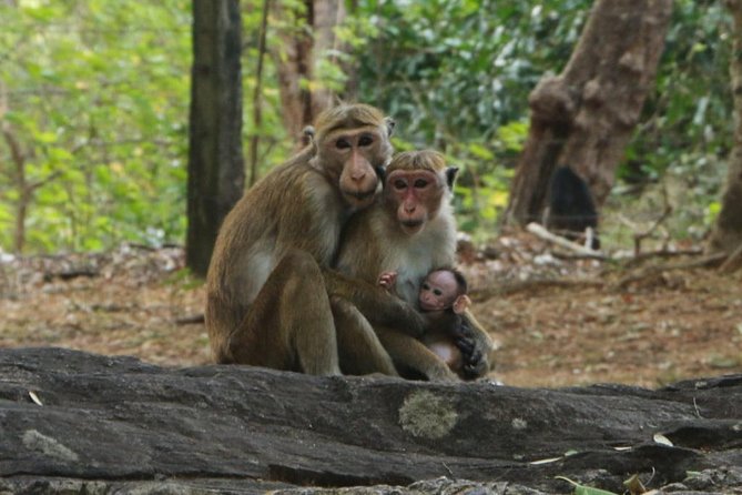 Day Tour from Dambulla to Sigiriya or Pidurangala & Polonnaruwa - Admission listed as free, and what that means for your budget