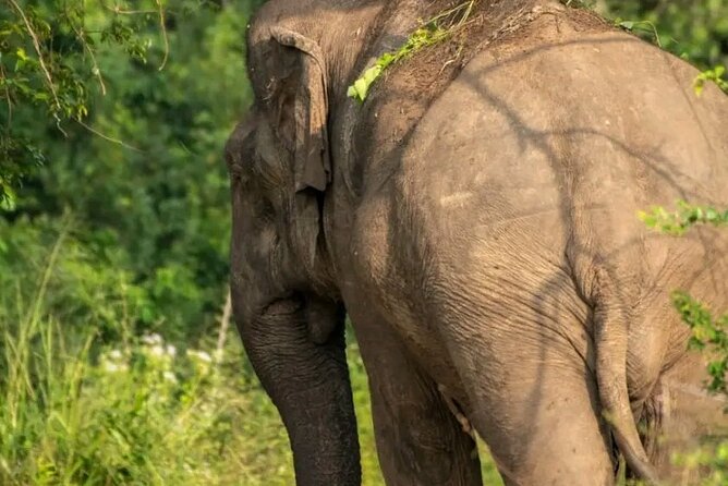 Day Tour from dambulla to Sigiriya & Polonnaruwa - Who your guide is and what that means for your day