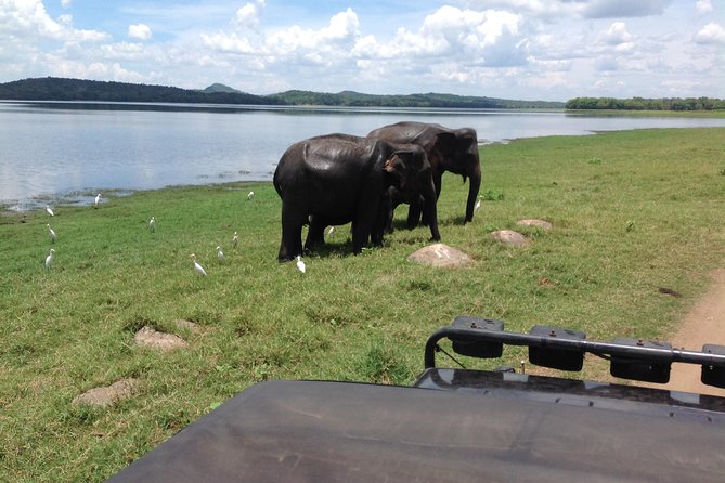 Day Tour from kandy to Sigiriya, Dambulla & National Park safari. - Lunch, coconut breaks, and the “how the day feels” factor