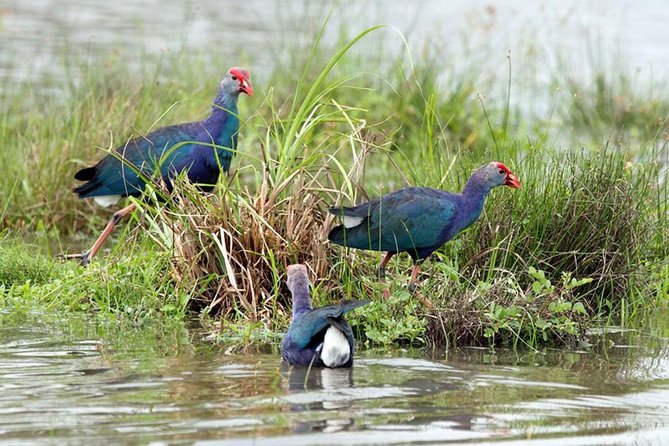 Day Tour to Anawilundawa Wetland Sanctuary - Anawilundawa Wetland Sanctuary: what you’re really paying for