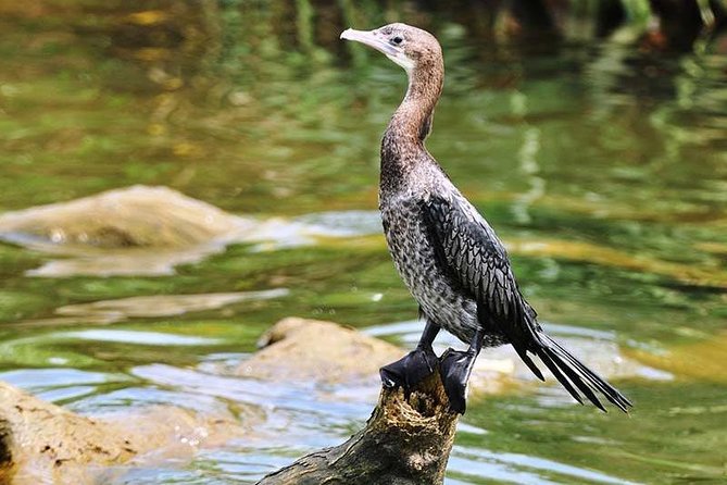 Day Tour to Anawilundawa Wetland Sanctuary - Bird watching with a guide who uses phone ID apps