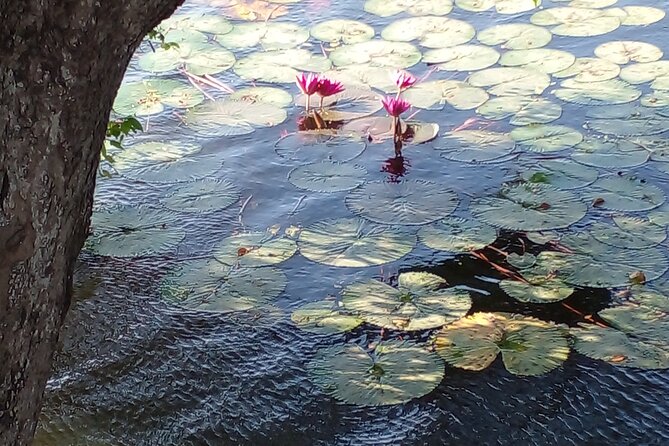 Day Tour to Anawilundawa Wetland Sanctuary - Timing tips for October to April (and how to handle weather)