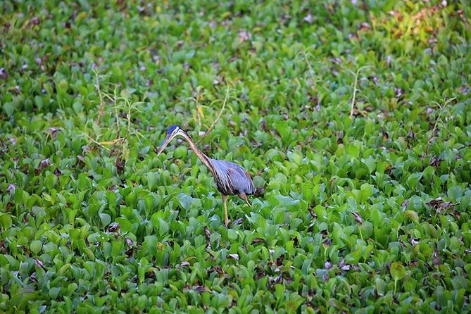 Day Tour to Anawilundawa Wetland Sanctuary - Negombo pickup, A/C comfort, and the 6 to 7 hour rhythm