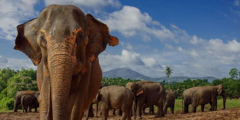 Day Tour to Elephant Orphanage / spice garden - Key things to know before you go