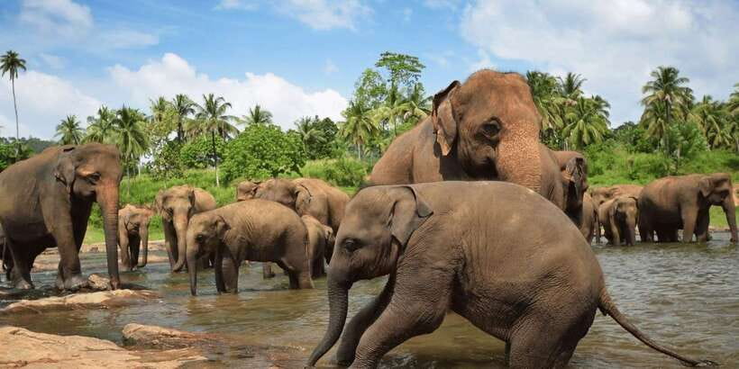 Day Tour to Elephant Orphanage / spice garden - Pinnawala elephants in real life, not just a photo
