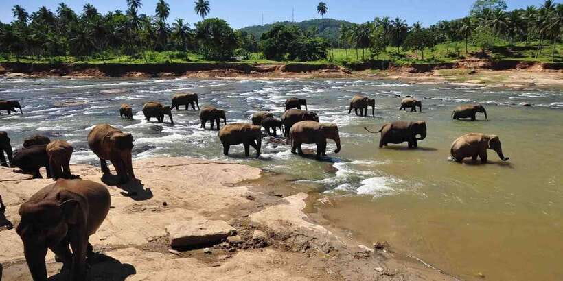 Day Tour to Elephant Orphanage / spice garden - Spice garden, the short flavor stop you should not ignore