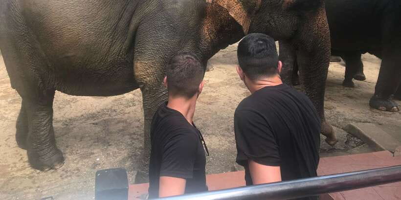 Day Tour to Elephant Orphanage / spice garden - Price and value, what you are really paying for