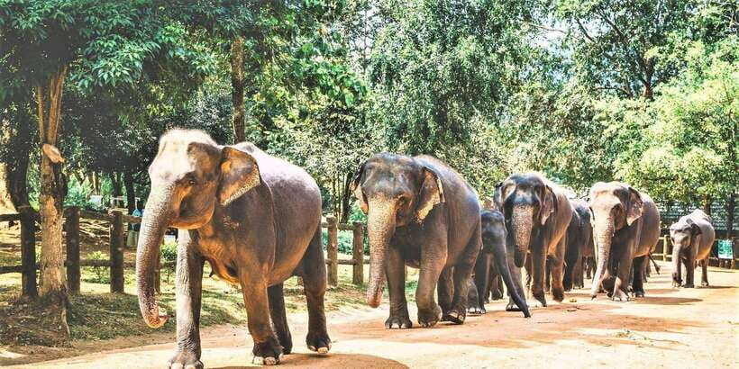 Day Tour to Elephant Orphanage / spice garden - How the river time works at the orphanage