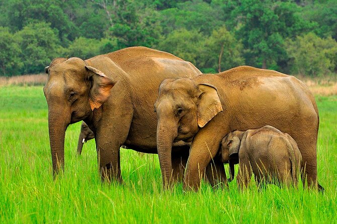 Day tour to Minneriya National Park,Sigiriya & Dambulla from Kandy - Why this Kandy-to-Sigiriya-Dambulla-Minneriya day loop works
