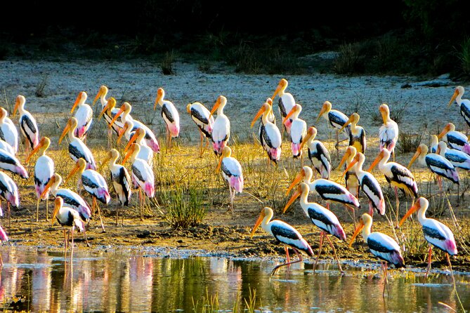 Day tour to Minneriya National Park,Sigiriya & Dambulla from Kandy - Sigiriya Rock climb: the viewpoint payoff and the entry fee reality