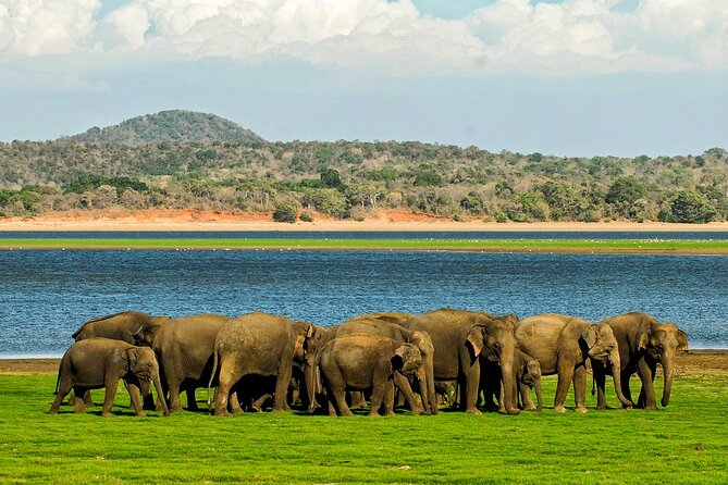 Day tour to Minneriya National Park,Sigiriya & Dambulla from Kandy - Minneriya safari: elephants on your schedule, not just “maybe”