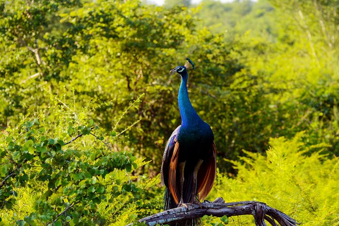 Day tour to Minneriya National Park,Sigiriya & Dambulla from Kandy - Price and logistics: what you really pay for in one day