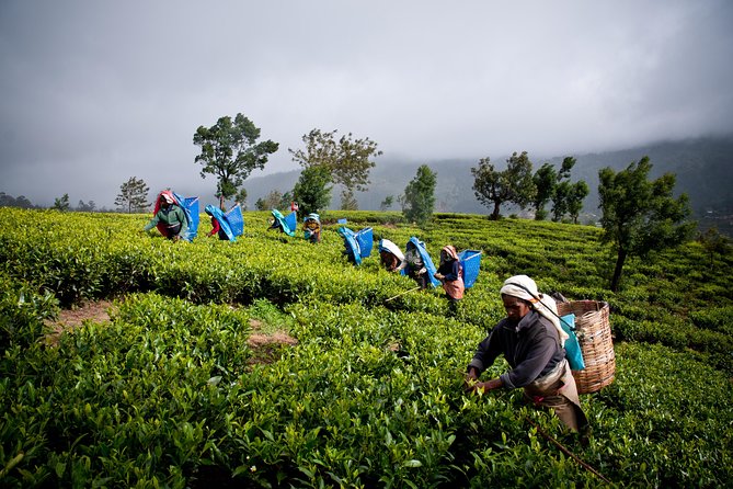 Day tour to Nuwareeliya (Little England) from Kandy - Nuwara Eliya, Little England Feel: Post Office and Town Stroll