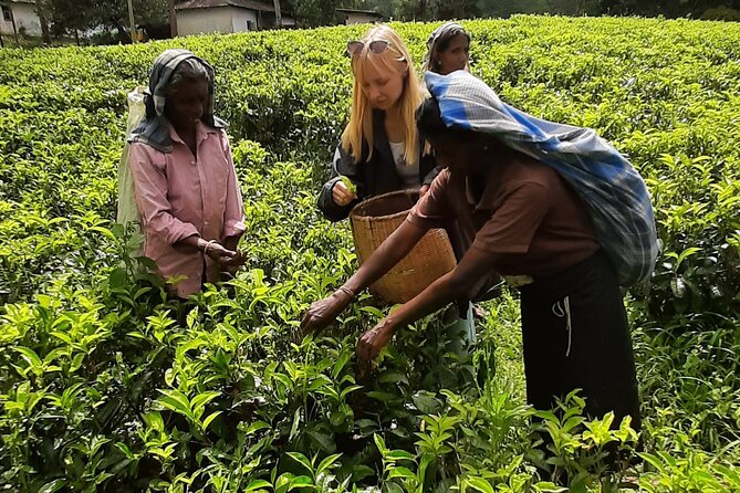 Day tour to Nuwareeliya (Little England) from Kandy - Price and Logistics: Where the $30 Goes