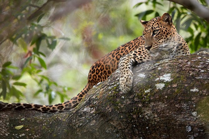 Day Tour to Wilpattu National Park from Colombo - Pickup, the 9:00 am start, and how the long drive changes the day