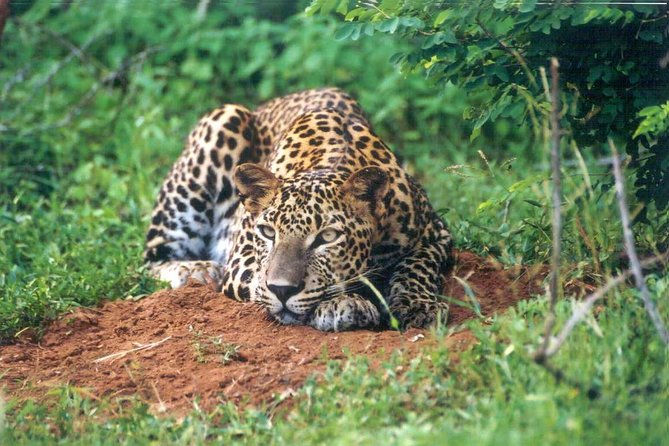 Day Tour to Wilpattu National Park from Colombo - Colombo setup, why you start in the capital