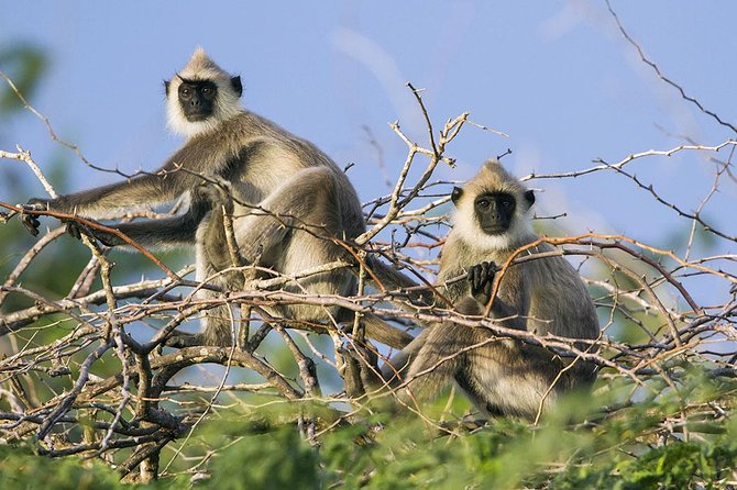 Day Tour to Wilpattu National Park from Colombo - The 4x4 jeep safari, timing, and what to do when the action is brief