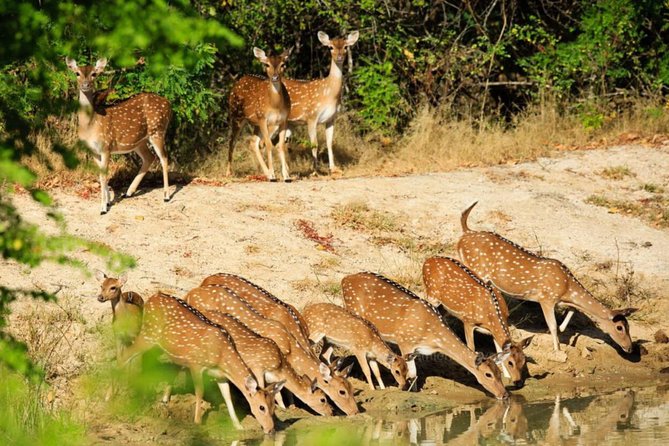 Day Tour to Wilpattu National Park from Colombo - Food and breaks, what’s included, what usually isn’t, and how to plan
