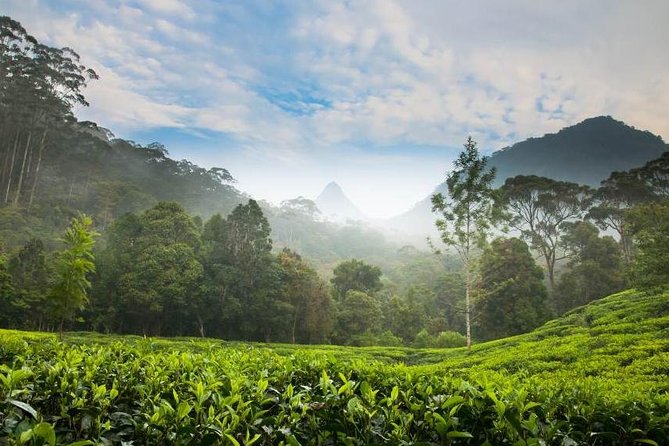 Day Trip to Nuwara Eliya with Kingfisher Tours - How the day’s timing feels: 7:30 am start and nonstop stops