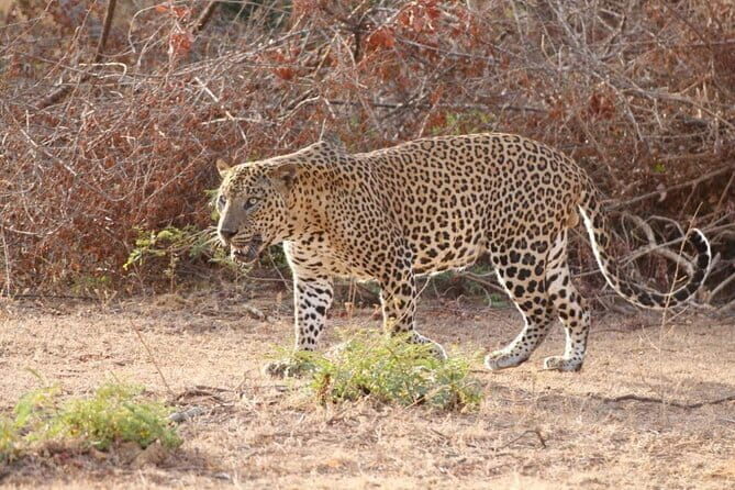 DOUBLE SAFARI -Udawalawe & Yala Safari Private Day Tour - Key highlights you’ll actually notice