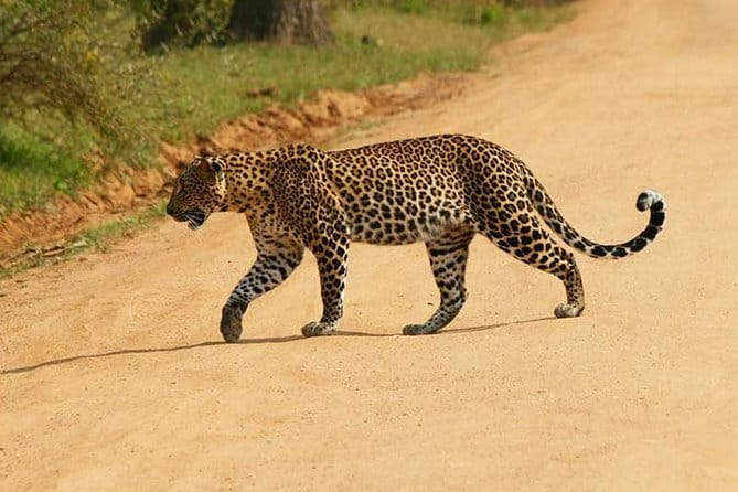 DOUBLE SAFARI -Udawalawe & Yala Safari Private Day Tour - Price and value: what you get for $369.83 per person