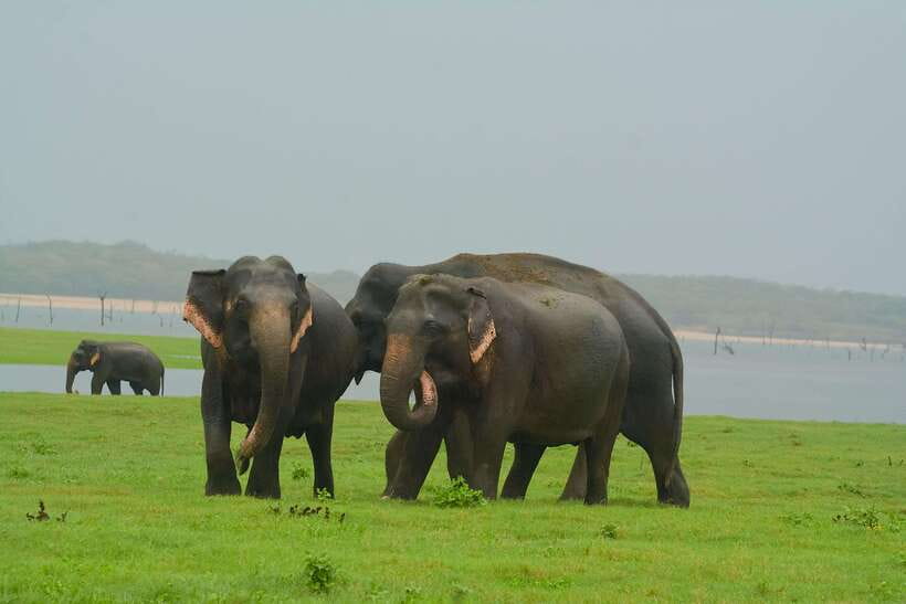 Elephant Jeep Safari at Minneriya National Park - Quick takeaways