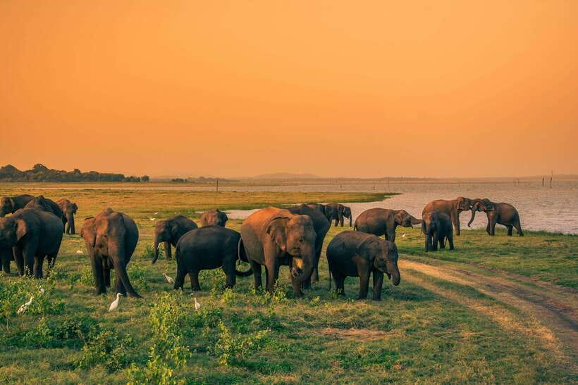 Elephant Jeep Safari at Minneriya National Park - The jeep, the driver, and safety you can feel
