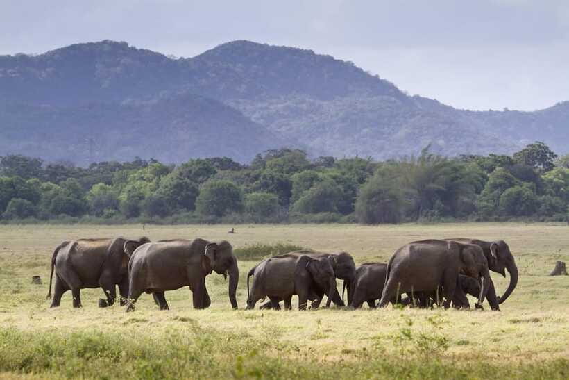 Elephant Jeep Safari at Minneriya National Park - Refreshments during the safari: small break, big comfort