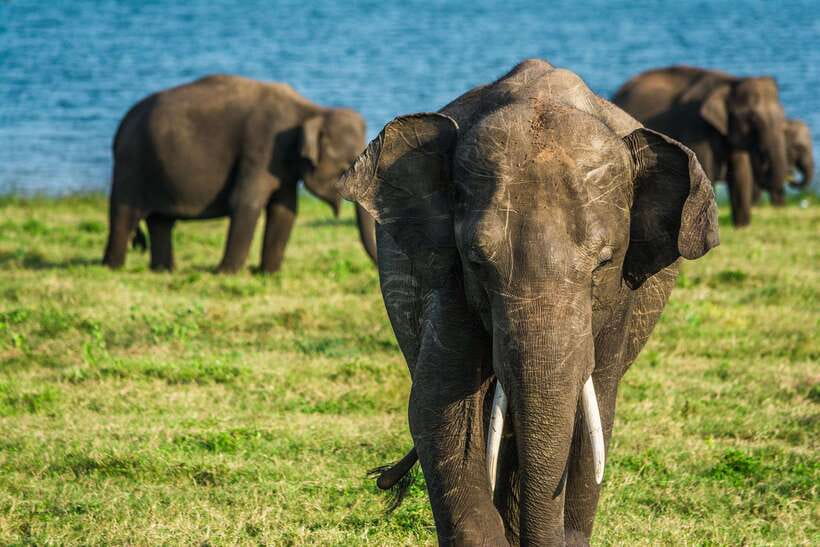 Elephant Jeep Safari at Minneriya National Park - Price and logistics: does $35 per person make sense?