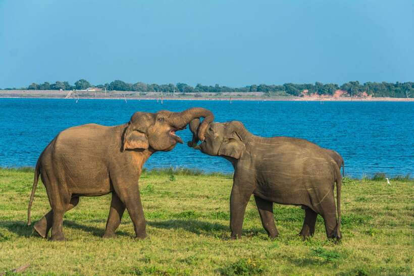 Elephant Jeep Safari at Minneriya National Park - Sun strategy for elephant safari comfort