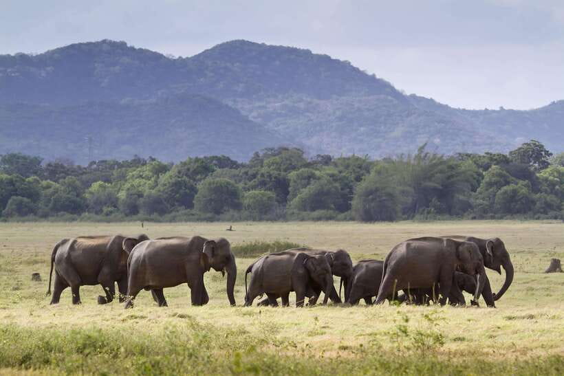 Elephant Jeep Safari at Minneriya National Park - Pickup and timing from Sigiriya and Habarana