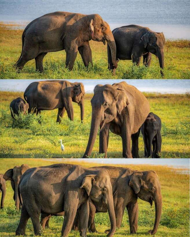 Elephant Kingdom Safari – Minneriya National Park - Key highlights worth planning around