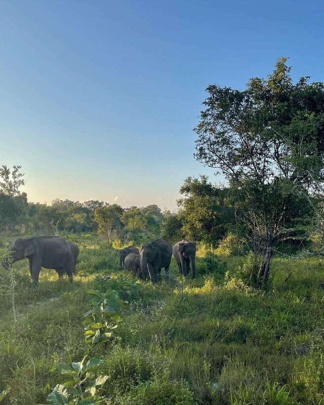 Elephant Kingdom Safari – Minneriya National Park - How the Guide Makes This Feel Premium (Not Just Another Jeep)