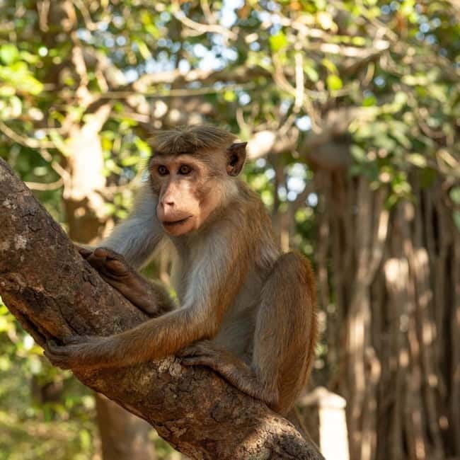 Elephant Kingdom Safari – Minneriya National Park - Who Should Book This Minneriya Elephant Kingdom Safari
