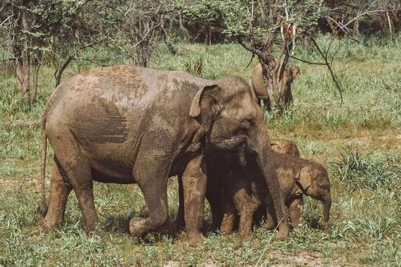 Elephant Kingdom Safari – Minneriya National Park - Pickup, Park Entrance, and the Private 4x4 Ride Time
