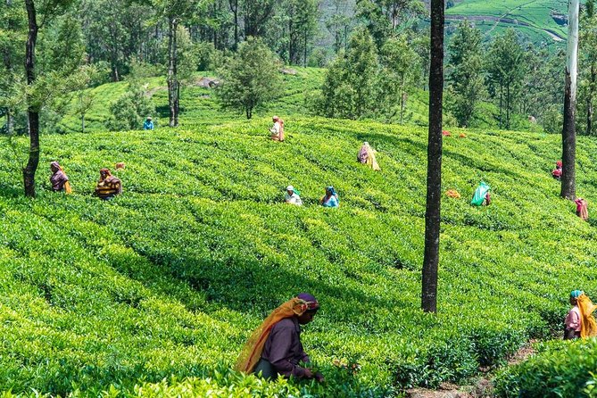 Ella Day Trip from Mirissa, Weligama, Galle, Hikkaduwa - Customizing tea time: plantation walks and tea tastings