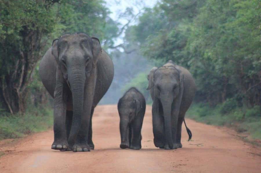 Ella: Drop to Tangalle/Hiriketiya/Mirissa/Galle & Yala Tour - Ella to Yala, Then the South Coast: How This Tour Fits Your Route