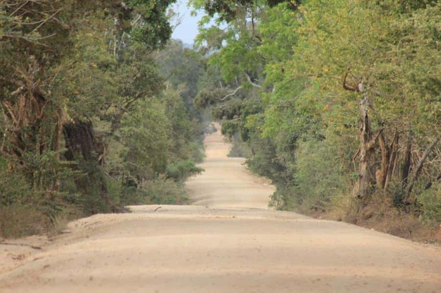Ella: Drop to Tangalle/Hiriketiya/Mirissa/Galle & Yala Tour - Inside Yala National Park: What the Game Drive Actually Feels Like