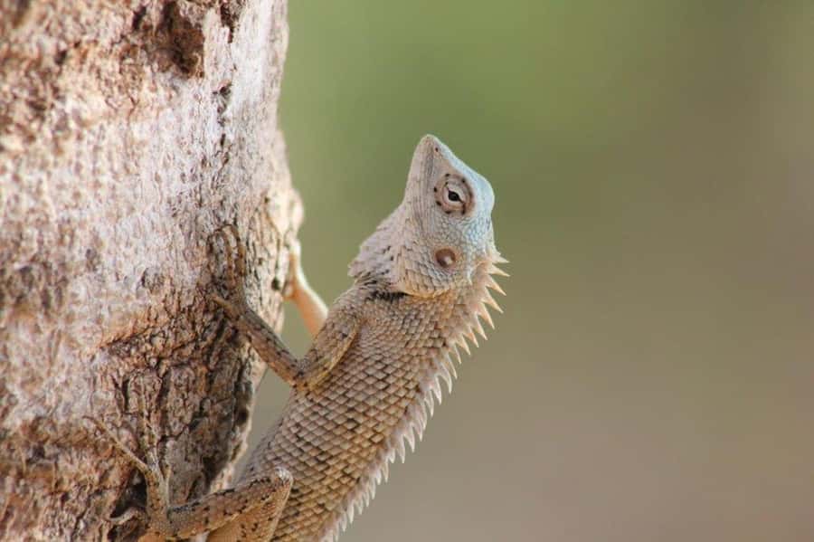 Ella: Drop to Tangalle/Hiriketiya/Mirissa/Galle & Yala Tour - Wildlife You Should Build Your Day Around (Including Leopards)