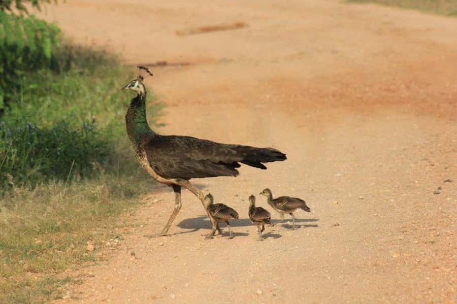 ELLA: Drop to Tangalle/Hiriketiya/Mirissa/Galle & Yala Tour - Yala National Park safari, what the jeep time really gives you