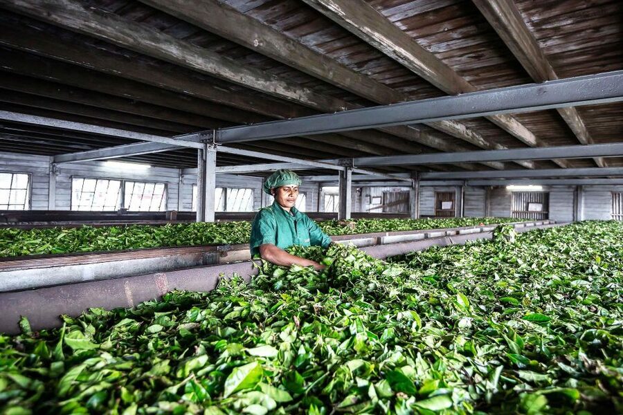 Ella: Lipton's Seat Tour with Dambetanna Tea Factory Visit - Should you book this Lipton’s Seat and Dambetanna tea tour?