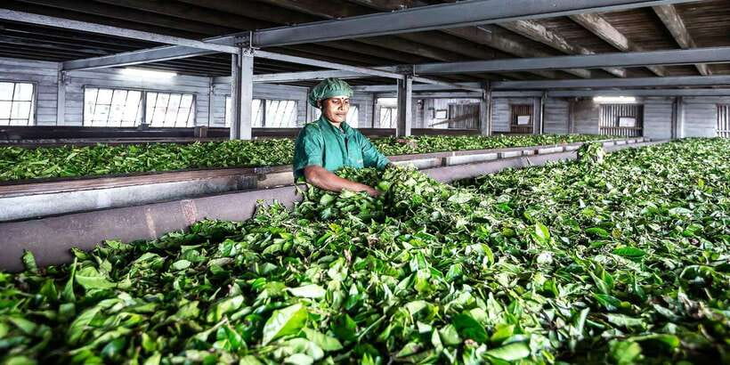 Ella: Lipton's Seat Tour with Dambetanna Tea Factory Visit - The tuk tuk ride through tea country is half the fun