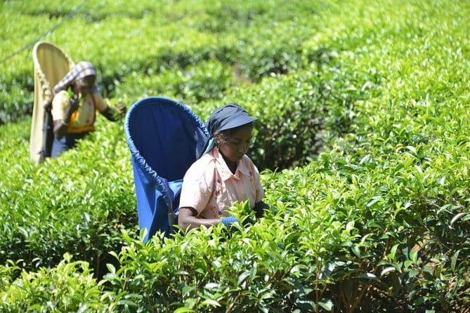Ella Private Day Tour with Train Ride and Visit to Nine Arch - The Demodara to Bandarawela Train Ride: why this is the star of the day